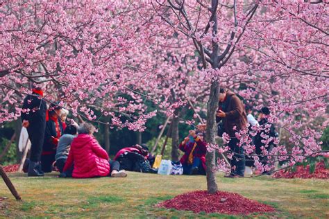 顧村公園有什麼好玩，不妨考慮到公園內的四季變化，每季都有不同的景緻與活動。